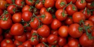دراسة || مستخلص الطماطم يمنع نمو سرطان المعدة