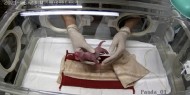 لأول مرة منذ 4 سنوات.. ولادة اثنين من حيوان الباندا في اليابان