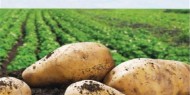 "الزراعة" تقرر منع إدخال محصول البطاطا للسوق الفلسطيني