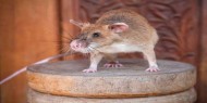 بالفيديو|| "فأر" يثير الفوضى داخل مجلس النواب الإسباني