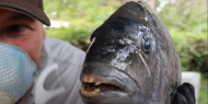 سمكة بأسنان بشرية في كارولينا الشمالية