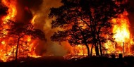 الحرائق تواصل التهام تلال «هوليوود»