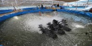 خاص بالصور والفيديو|| الاستزراع السمكي ضالة الغزيين في مواجهة الحصار البحري