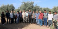 بالصور|| تيار الإصلاح ينفذ مبادرة تطوعية لجني ثمار الزيتون في المحافظة الوسطى