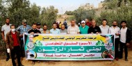بالصور|| تيار الإصلاح ينفذ مبادرة "جني الزيتون" في محافظة رفح
