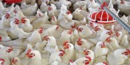وزير الزراعة: أسعار السلع مستقرة..  وسنشهد اليوم انخفاض في أسعار الدجاج