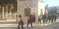 مستوطنون يقتحمون باحات "الأقصى" بحماية شرطة الاحتلال