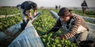 زراعة غزة تنشر إرشادات للمزارعين لتجنب أضرار المنخفض الجوي