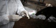 الزراعة: تطعيم 200 ألف رأس من المواشي لمنع انتشار الحمى القلاعية