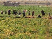 أبقار المستوطنين تهاجم أراضي المزارعين بالأغوار الشمالية