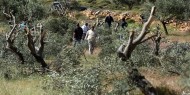 مستوطنون يكسرون 40 شجرة زيتون في الجبعة جنوب بيت لحم