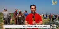 افتتاح موسم حصاد البطيخ في غزة