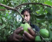 مزارعو غزة يبدؤون حصد ثمار الجوافة وسط توقعات بموسم وفير