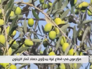 مزارعون في قطاع غزة يبدؤون في حصاد ثمار الزيتون