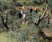 مستوطنون يقتلعون 300 شجرة كرمة في بيت لحم