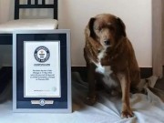 موسوعة غينيس تسجل «بوبي» كأكبر كلب معمر في العالم