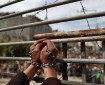 الأسرى يواصلون "العصيان" لليوم الـ21 ضد إدارة سجون الاحتلال