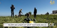 بدء حصاد فاكهة الصيف "البطيخ" في خانيونس جنوب قطاع غزة