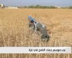 بدء موسم حصاد القمح في غزة