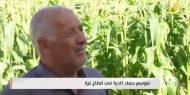 موسم حصاد الذرة في قطاع غزة