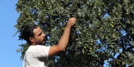 موسم حصاد العناب في غزة