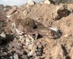 جنوب إفريقيا تدعو المجتمع الدولي للتحقيق في المقابر الجماعية بقطاع غزة