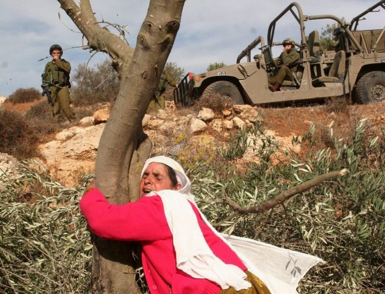 شجرة الزيتون تاريخ متجذر في أرض فلسطين رمز للصمود على الأرض